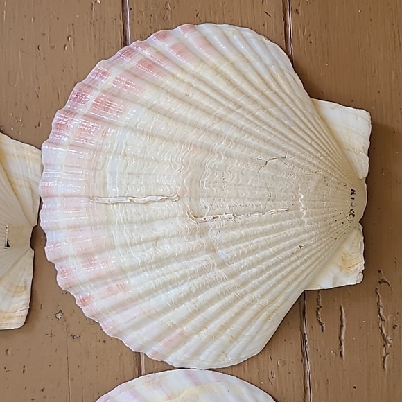Large Scalloped Clam Shells Made in Japan - Picture 4 of 16